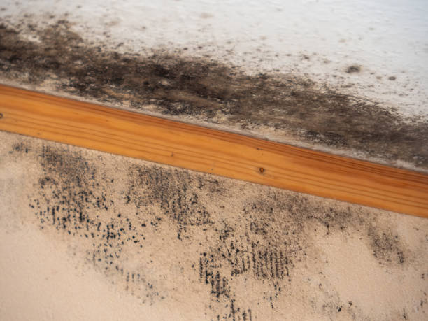 Best Post-Construction Mold Inspection  in Iroquois Point, HI
