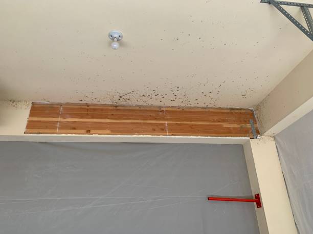 Best Dehumidification Services  in Iroquois Point, HI