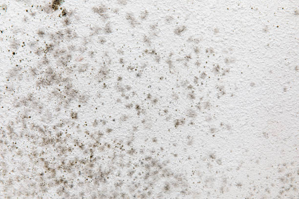 Best Mold Documentation for Insurance Claims  in Iroquois Point, HI