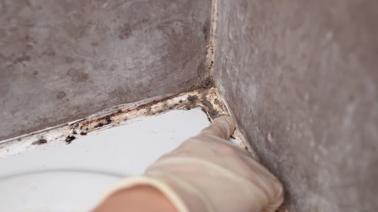  Iroquois Point, HI Mold Removal Pros